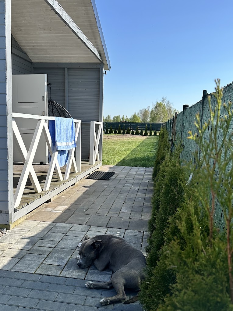 Radosny pies odpoczywa na tarasie Patkachatka po porannym spacerze