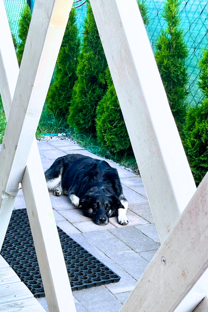 Patkachatka – idealne miejsce na relaks z psem, spajki odpoczywa w ogrodzie