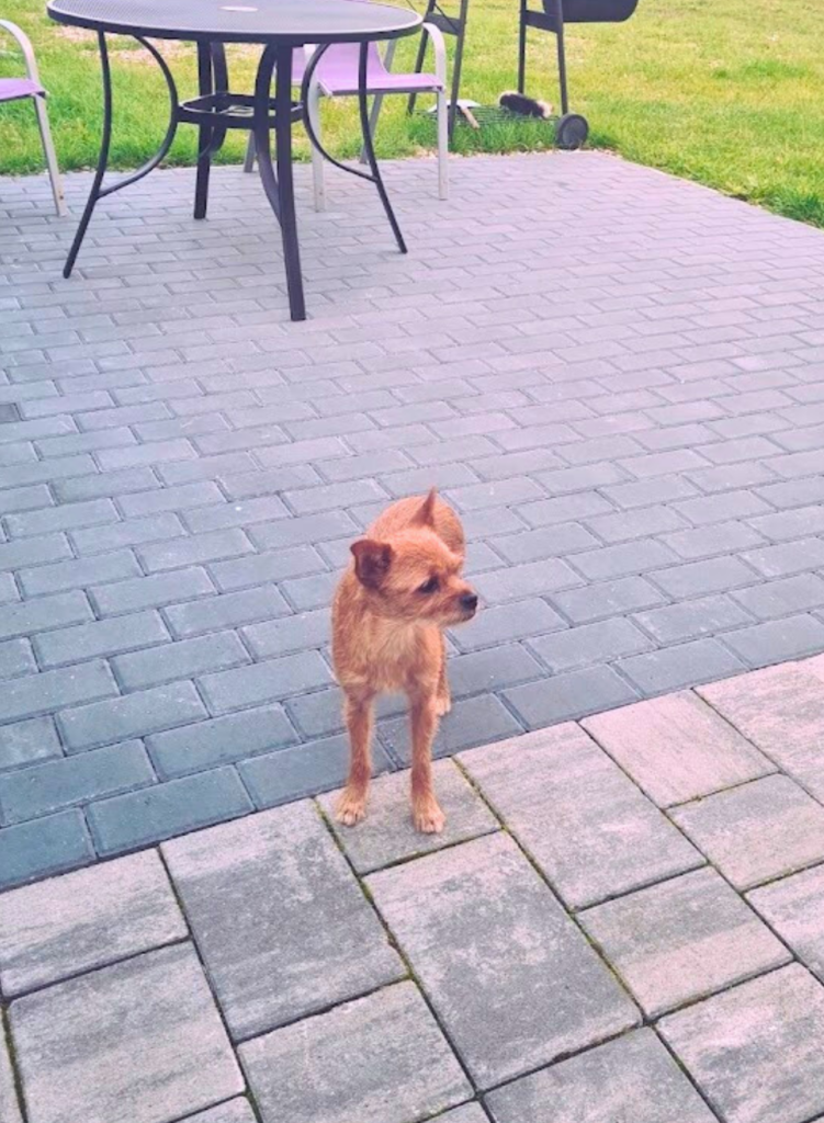 Patkachatka – idealne miejsce na relaks z psem, pupil odpoczywa w ogrodzie