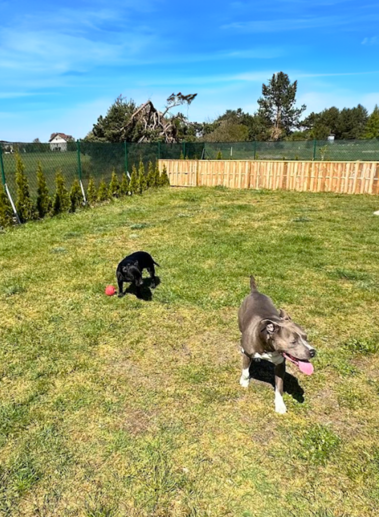 Radosne psy odpoczywają na tarasie Patkachatka po porannym spacerze