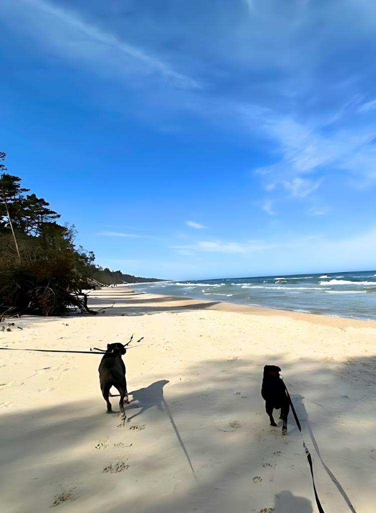 Patkachatka – pies gotowy na kolejny spacer na psio-lubną plażę