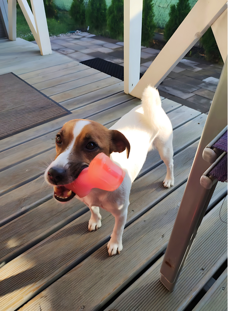 Czworonożny przyjaciel na wakacjach bez smyczy w Ostrowie