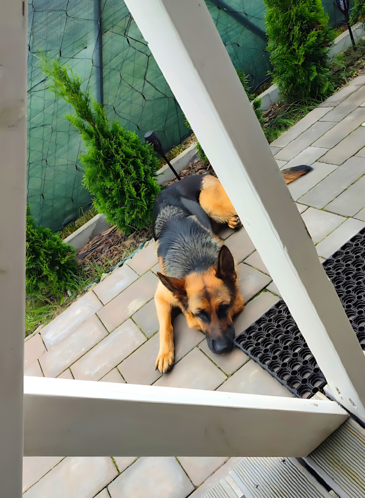 Pies odpoczywa na tarasie, spokojne wakacje z psem nad morzem