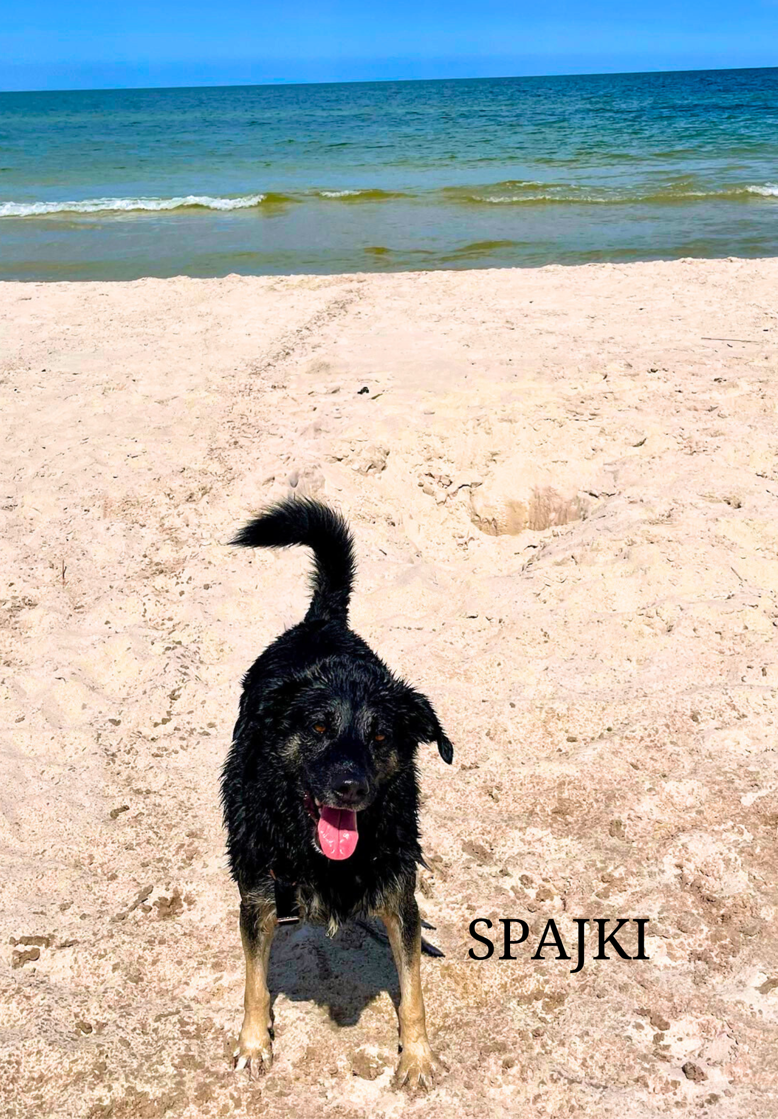 Spajki