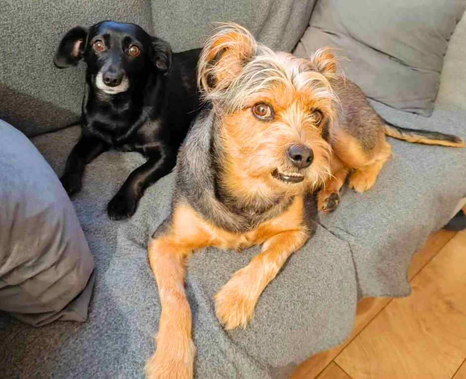 pies nad morzem, Wypoczynek psa w salonie Patkachatka