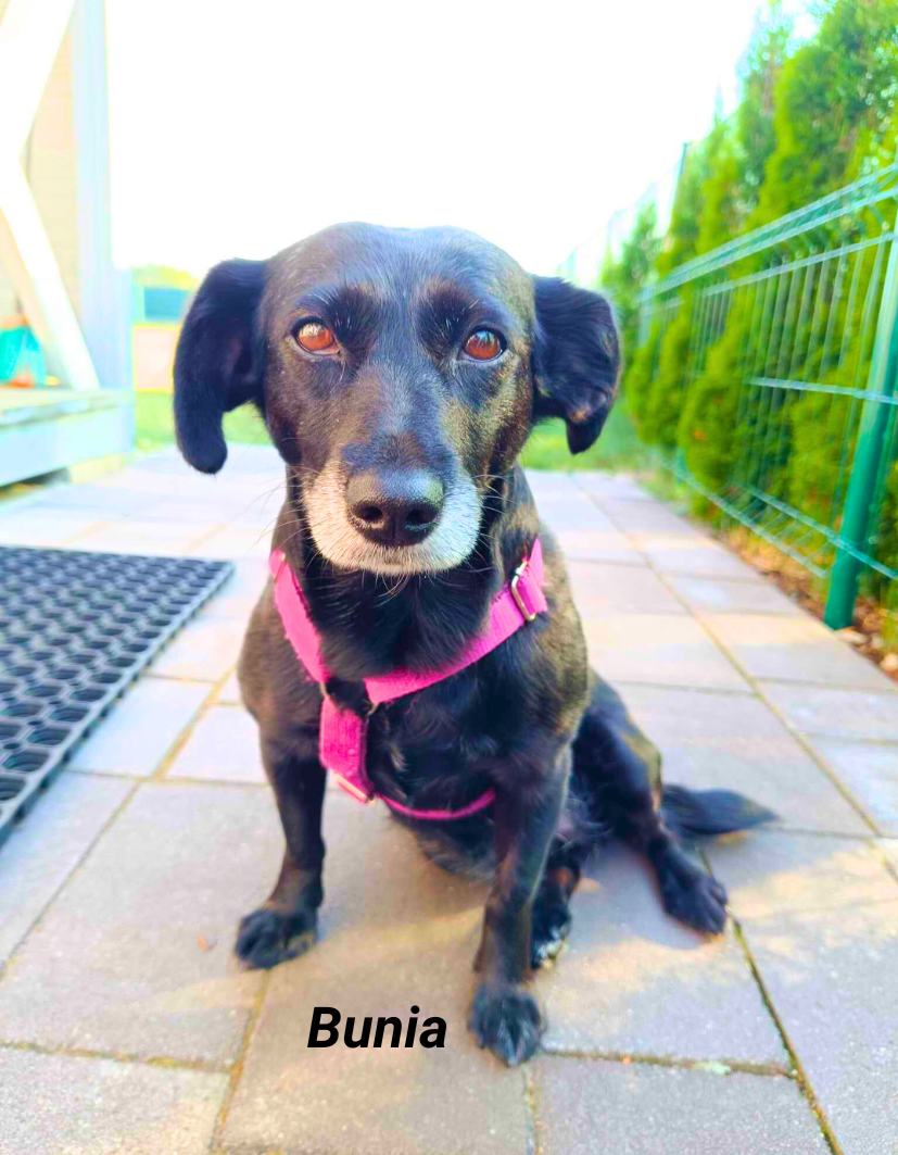 Bunia na wakacjach w Patkachatce – domek przyjazny psom Bunia wyleguje się na trawie przed domkiem w Patkachatce