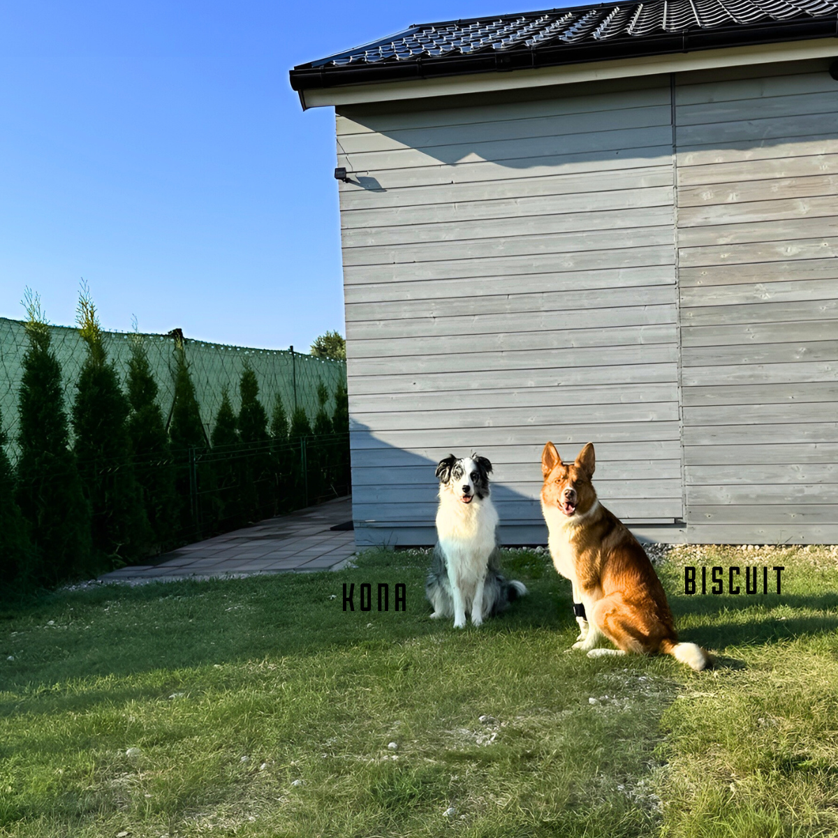 Kona i Biscuit