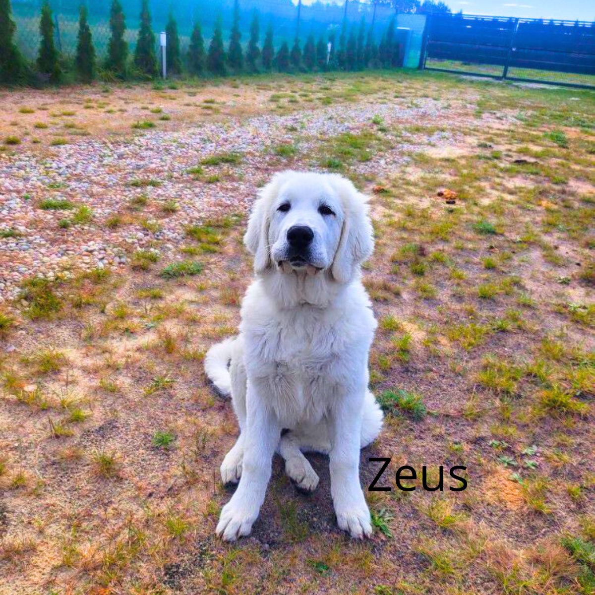 Zeus