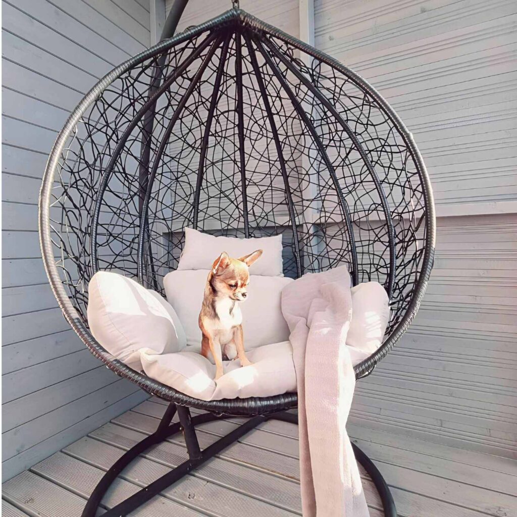 wakacje bez smyczy. Mały pies w wiklinowym fotelu na drewnianym tarasie – prywatny teren dla psów