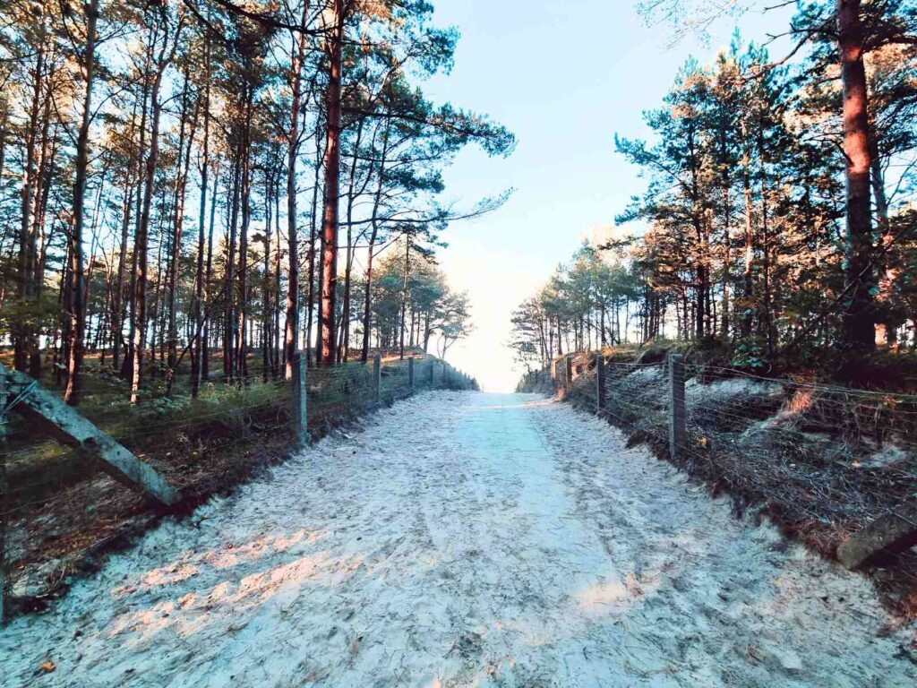 Droga z patkachatki do morza. Atrakcje nad morzem z psem. Leśna ścieżka z drewnianymi balustradami prowadząca na piaszczystą plażę – magiczne połączenie natury i morza
