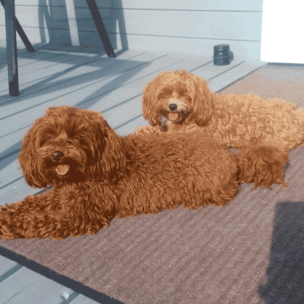 Dwa urocze pieski odpoczywają na tarasie domku Patkachatka w Ostrowie