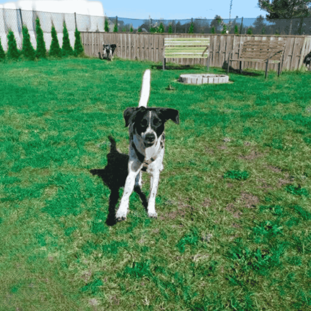 Czarno-biały pies bawiący się na zielonej trawie w ogrodzie Patkachatka