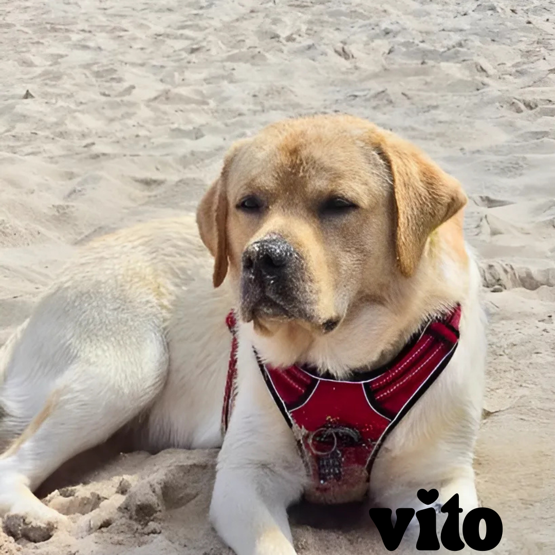 Vito na wakacjach w Patkachatce – domek przyjazny psom Vito leży na piasku z nosem pełnym piasku – plażowy chill w Patkachatce