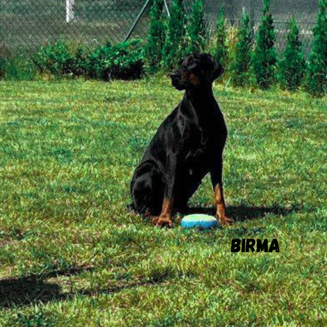 Birma na wakacjach w Patkachatce – domek przyjazny psom Birma siedzi na trawie z niebieską zabawką w ogrodzie Patkachatki