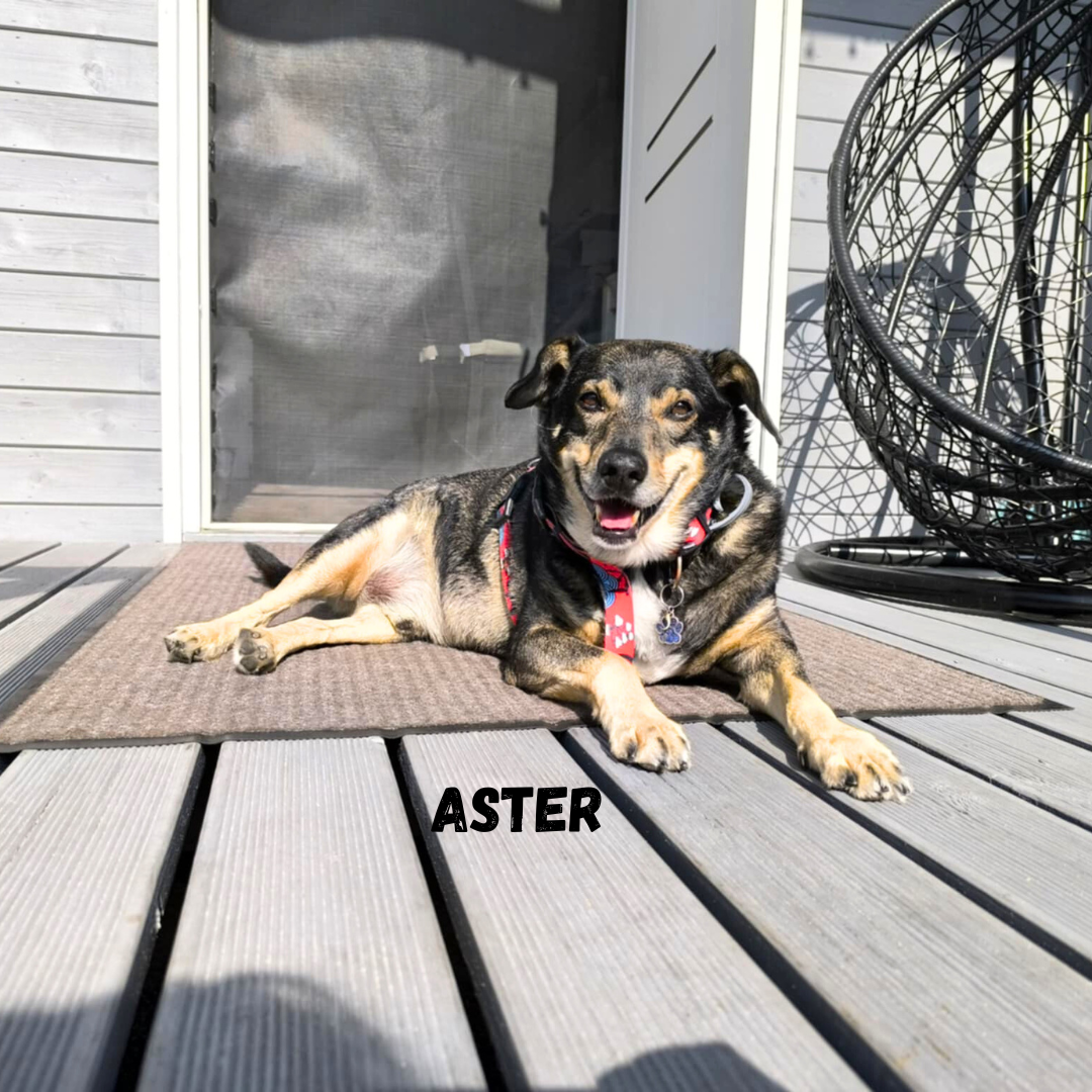 Aster na wakacjach w Patkachatce – domek przyjazny psom Aster relaksuje się na tarasie w Patkachatce