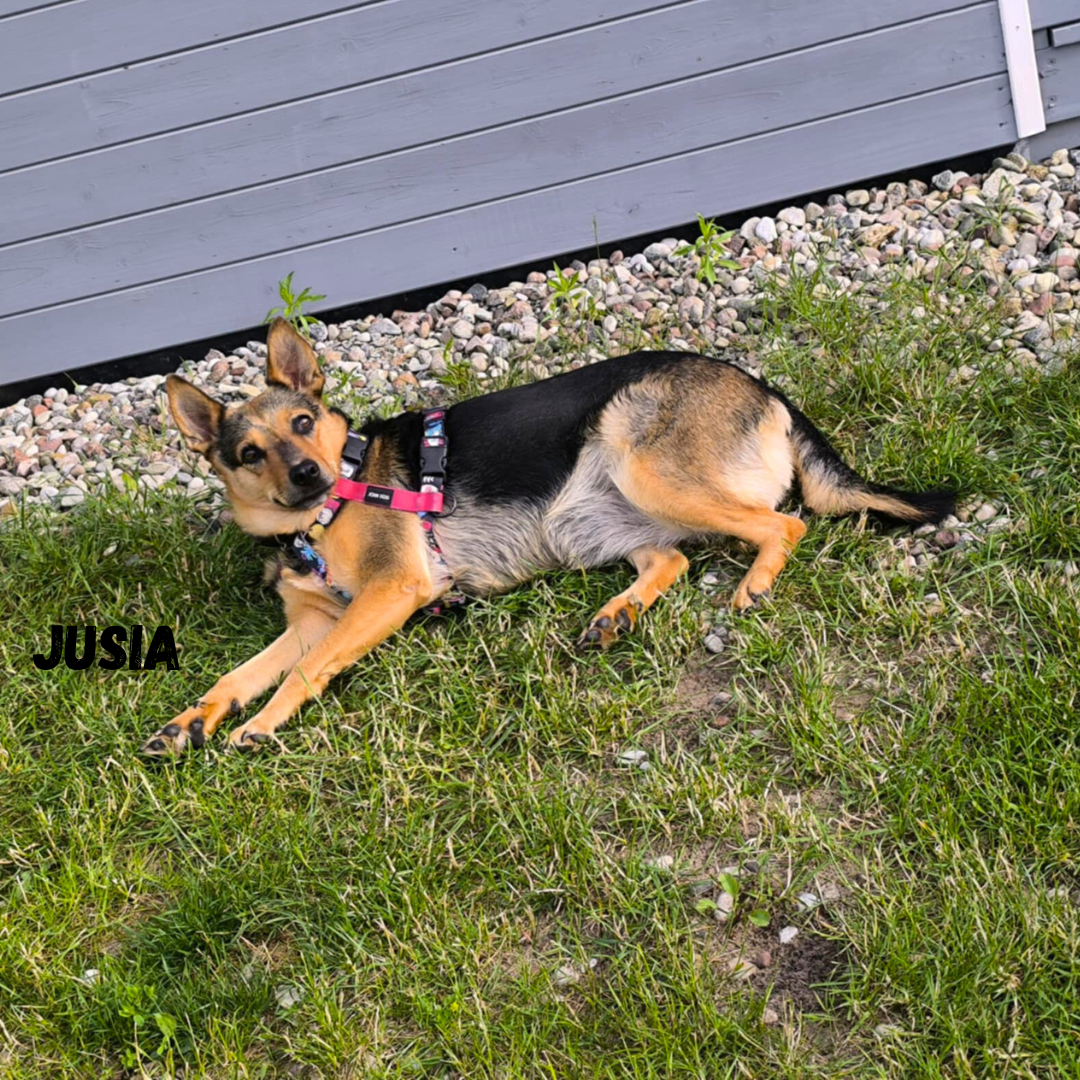 Jusia – psia wizyta w Patkachatce Jusia odpoczywa na trawie w Patkachatce