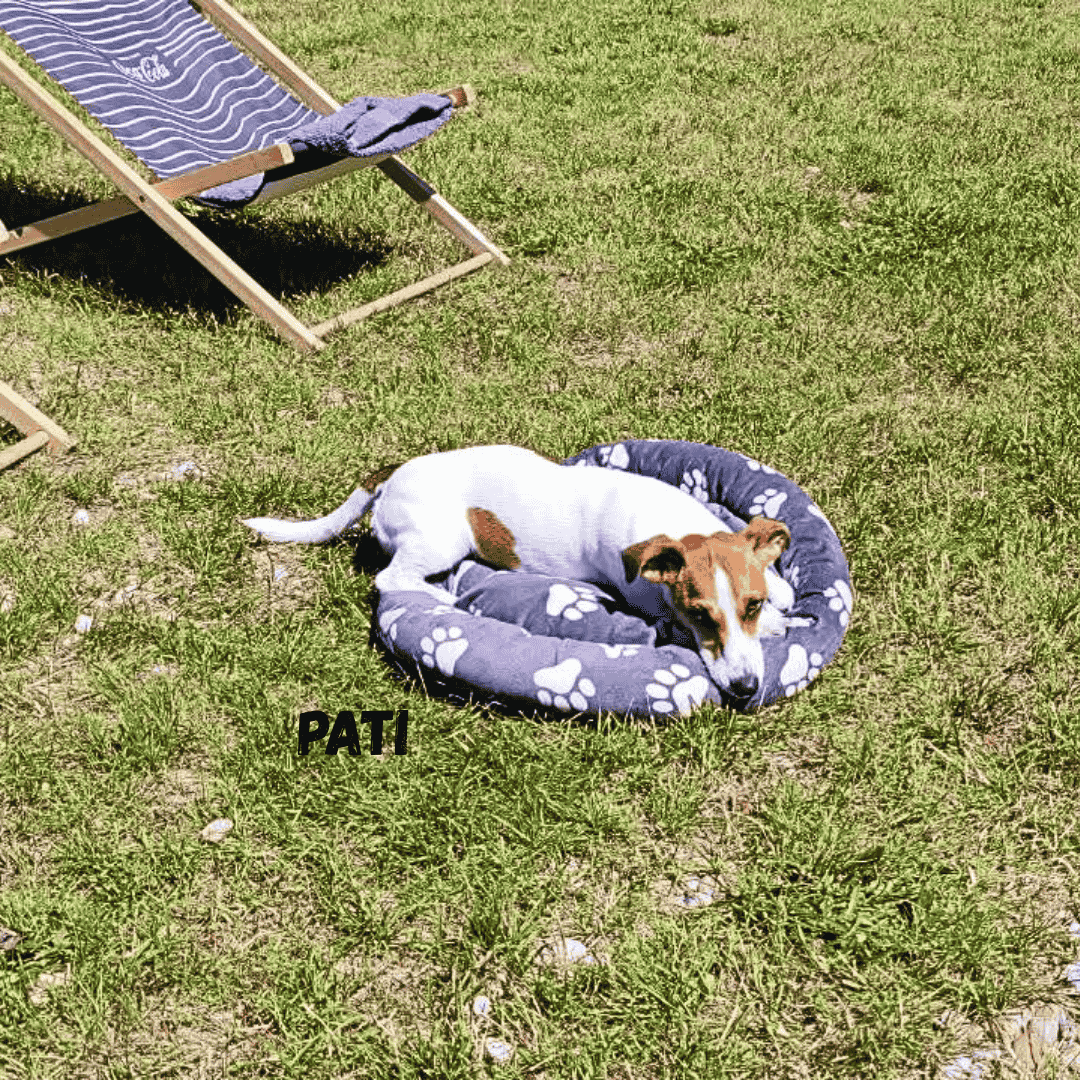 Pati na wakacjach w Patkachatce – domek przyjazny psom Pati odpoczywa w ogrodzie Patkachatki