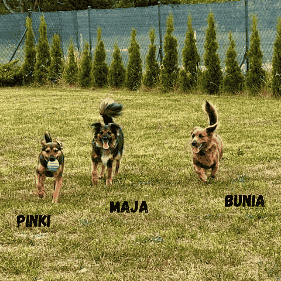 Pinki, Maja i Bunia na wakacjach w Patkachatce – domek przyjazny psom Pinki, Maja i Bunia na ogrodzie w Patkachatce