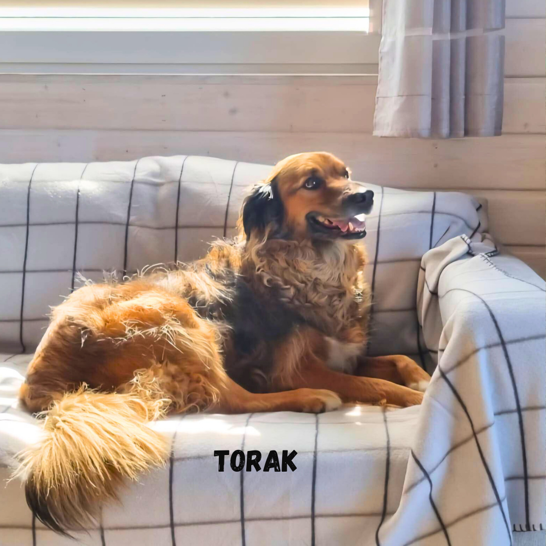 Torak na wakacjach w Patkachatce – domek przyjazny psom Torak odpoczywa na wakacjach w Patkachatce – spokojny moment