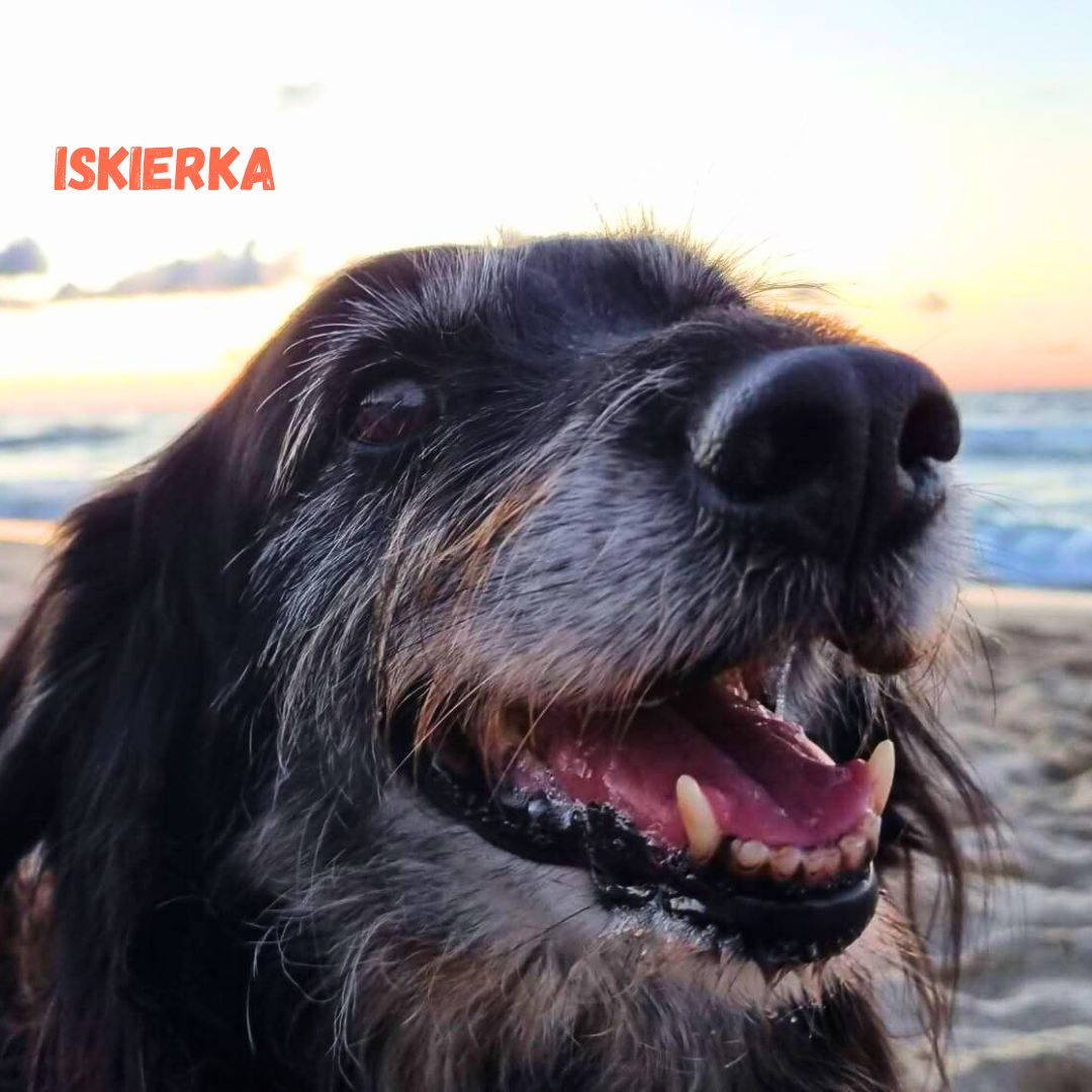 Iskierka na wakacjach w Patkachatce – domek idealny dla psów Iskierka relaksuje się podczas pobytu w Patkachatce