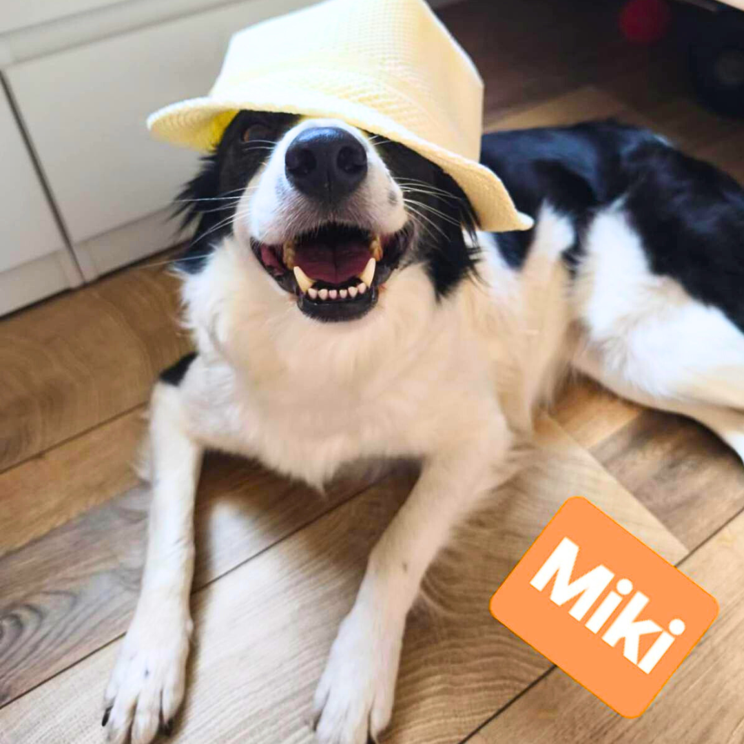 Miki na wakacjach w Patkachatce – domek idealny dla psów Miki odpoczywa w ogrodzie Patkachatki