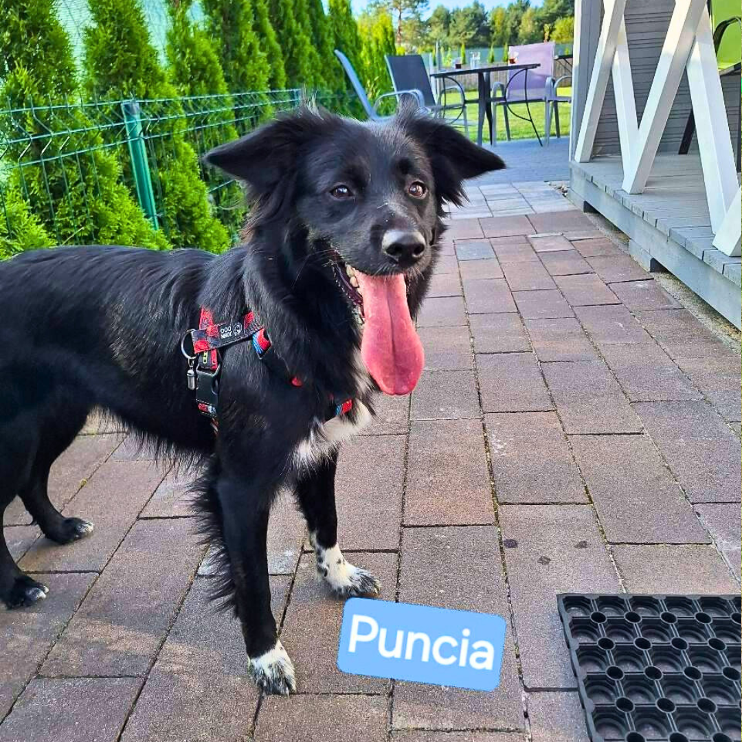 Puncia na wakacjach w Patkachatce – domek przyjazny psom Puncia relaksuje się w Patkachatce