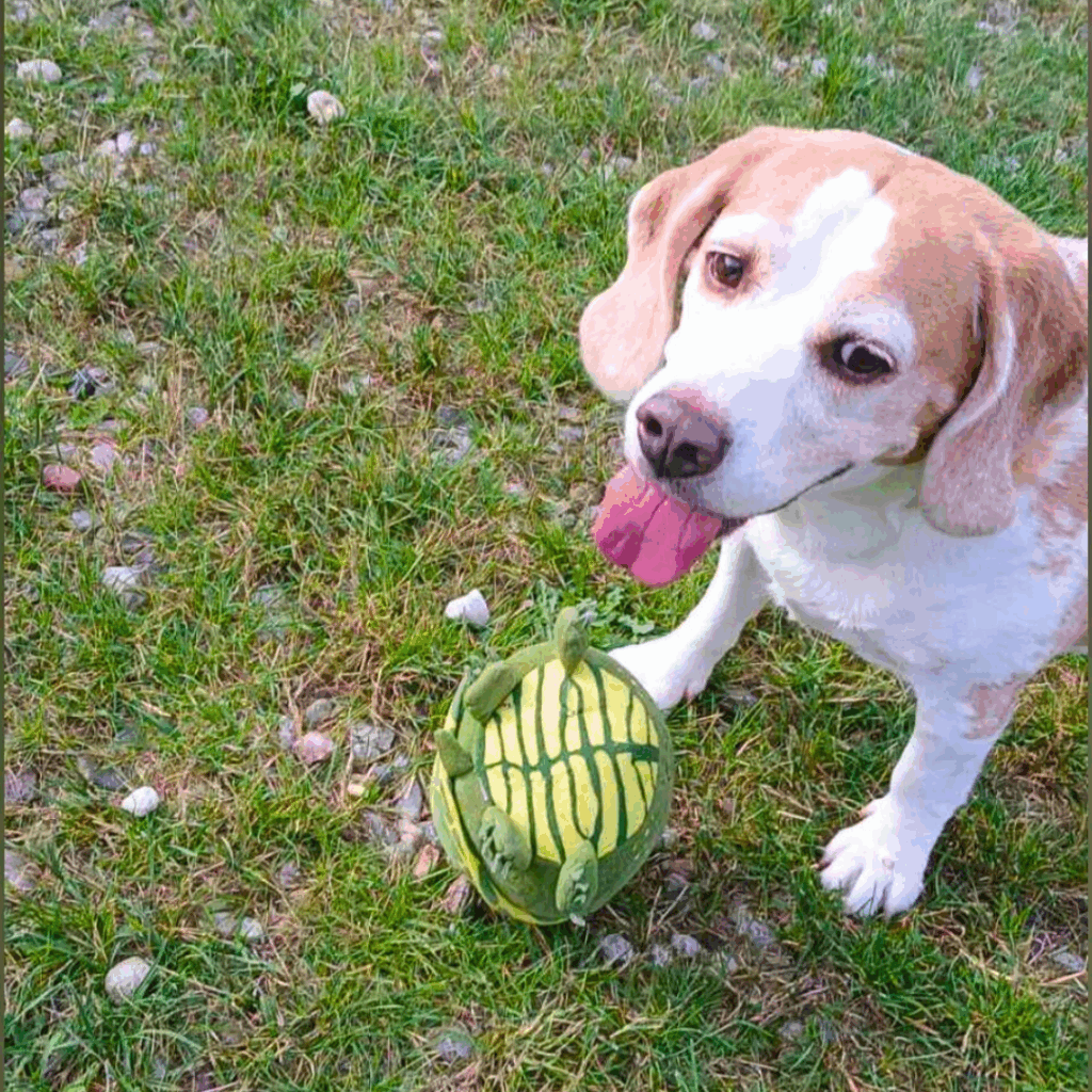 pies w ogrodzie na wakacjach