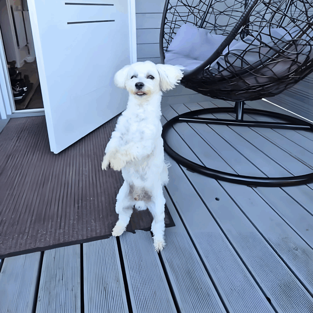 pies skacze z radosci w patkachatce