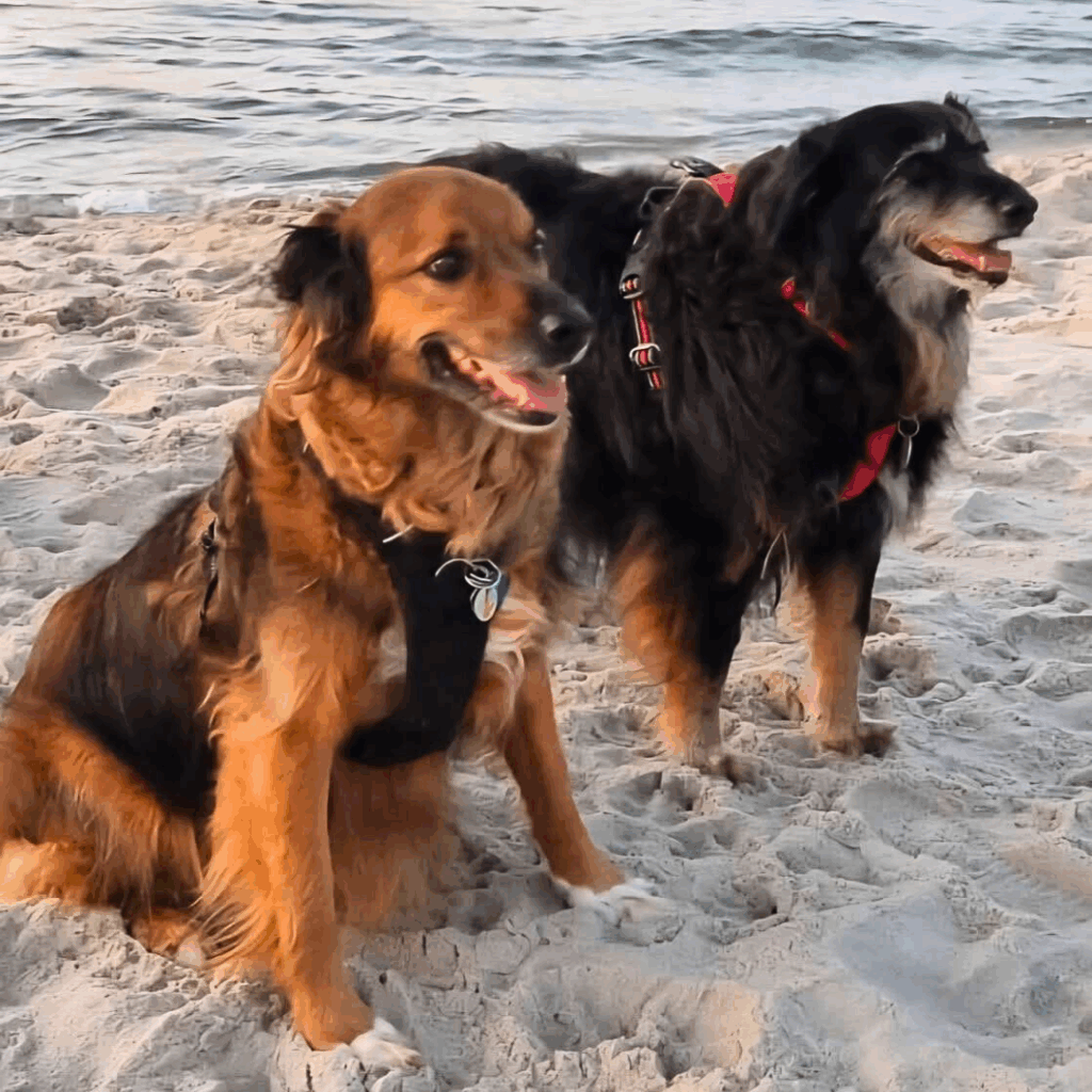 torak i iskierka na spacerze