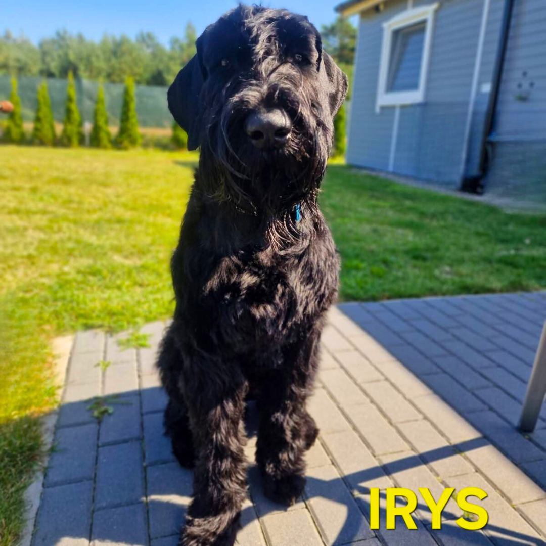 Irys na wakacjach w Patkachatce – domek przyjazny psom Irys bawi się na trawie w ogrodzie Patkachatki