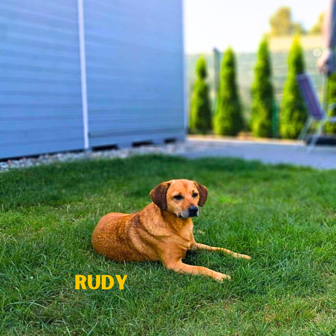 Rudy na wakacjach w Patkachatce – domek przyjazny psom Rudy bawi się na trawie w ogrodzie Patkachatki