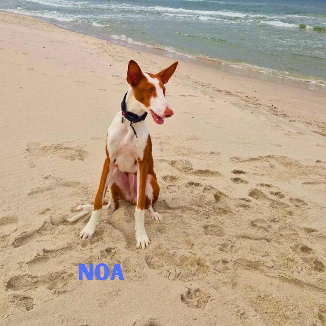 Noa na wakacjach w Patkachatce – domek przyjazny psom Noa relaksuje się na wakacjach w Patkachatce