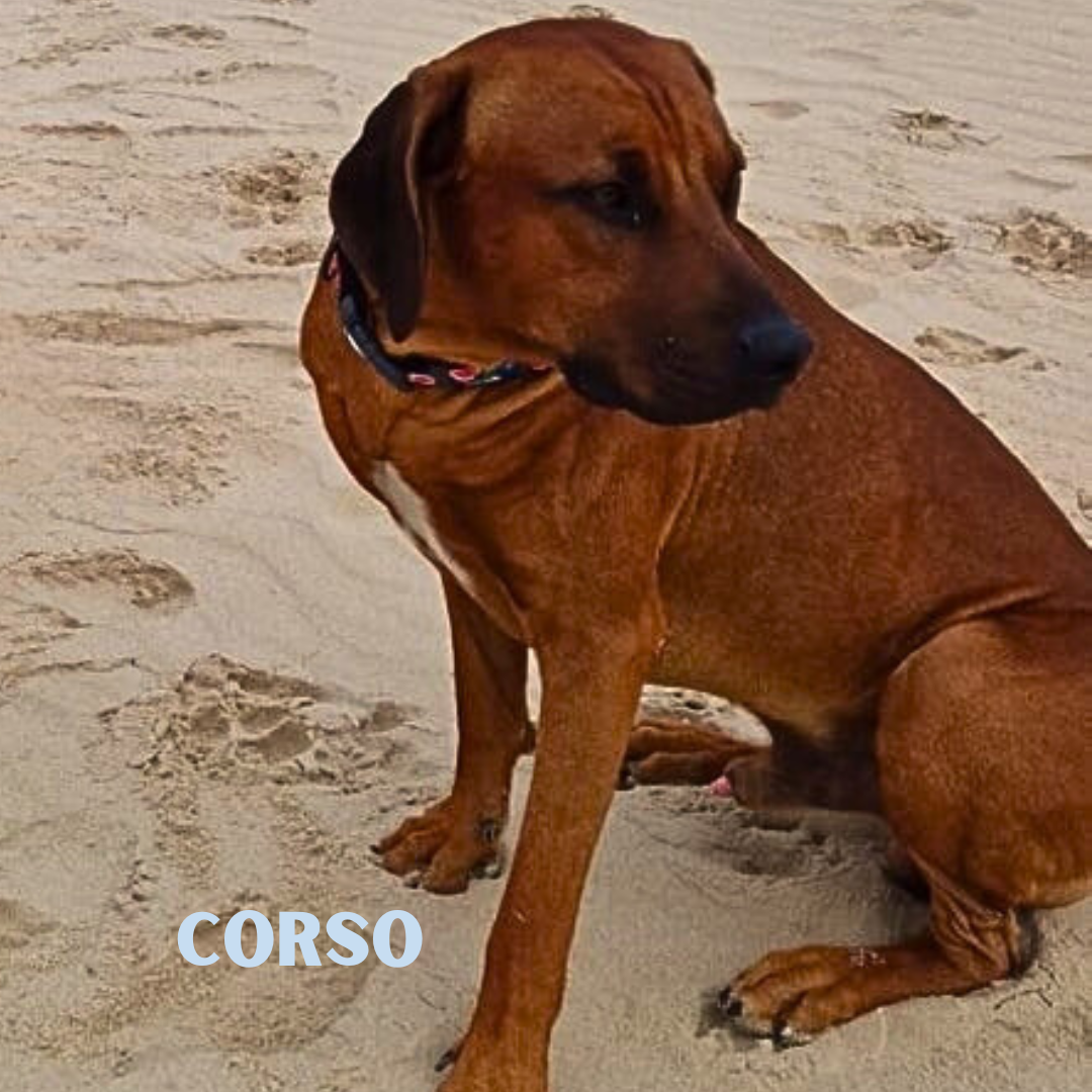 Corso na wakacjach w Patkachatce – domek przyjazny psom Corso odpoczywa w Patkachatce