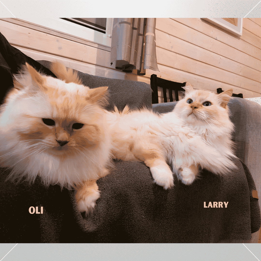 Oli i Larry