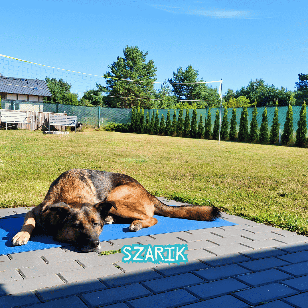 Szarik