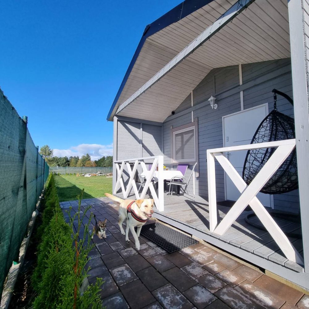 Pies odpoczywający na tarasie domku Patkachatka w Ostrowie – ogrodzony teren i widok na las